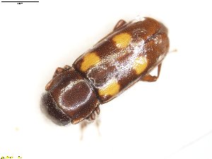  ( - TSZC_22890)  @11 [ ] CreativeCommons - Attribution Non-Commercial Share-Alike (2015) Unspecified Tromso University Museum