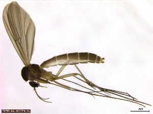  (Anatella pseudogibba - TROM_TSZD-JKJ-100354)  @14 [ ] CreativeCommons - Attribution Non-Commercial Share-Alike (2015) Jostein Kjærandsen Tromso University Museum