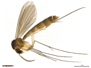  (Exechiopsis membranacea - TROM-TSZD-JKJ-100473)  @13 [ ] CreativeCommons - Attribution Non-Commercial Share-Alike (2015) Unspecified Tromso University Museum