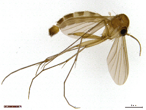  (Exechiopsis forcipata - TROM-TSZD-JKJ-100516)  @14 [ ] CreativeCommons - Attribution Non-Commercial Share-Alike (2015) Unspecified Tromso University Museum