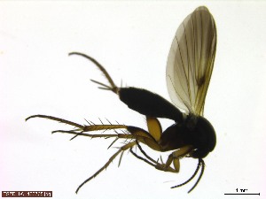  (Platurocypta punctum - TROM_TSZD-JKJ-100705)  @12 [ ] CreativeCommons - Attribution Non-Commercial Share-Alike (2015) Jostein Kjærandsen Tromso University Museum