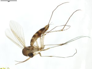  (Rymosia affinis - TSZD-JKJ-100755)  @12 [ ] CreativeCommons - Attribution Non-Commercial Share-Alike (2015) Unspecified Tromso University Museum