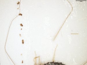 ( - TSZD-JKJ-106916)  @11 [ ] CreativeCommons - Attribution Non-Commercial Share-Alike (2017) Unspecified Tromsø University Museum