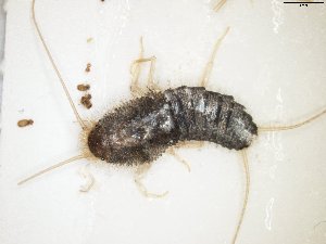  ( - TSZD-JKJ-106916)  @11 [ ] CreativeCommons - Attribution Non-Commercial Share-Alike (2017) Unspecified Tromsø University Museum