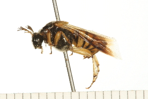  ( - LP00628)  @13 [ ] CreativeCommons - Attribution (2009) CBG Photography Group Centre for Biodiversity Genomics