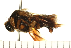  ( - LP00640)  @13 [ ] CreativeCommons - Attribution (2009) CBG Photography Group Centre for Biodiversity Genomics