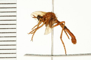  (Saropogon luteus - LP00167)  @11 [ ] CreativeCommons - Attribution (2009) CBG Photography Group Centre for Biodiversity Genomics