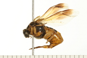  ( - LP00652)  @13 [ ] CreativeCommons - Attribution (2009) CBG Photography Group Centre for Biodiversity Genomics