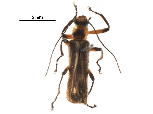  (Lycocerus arisanensis - BIOUG28752-H07)  @13 [ ] CreativeCommons - Attribution (2016) CBG Photography Group Centre for Biodiversity Genomics