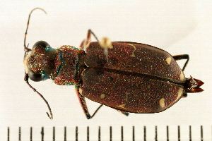  ( - 08BBCOL-0073)  @13 [ ] CreativeCommons - Attribution (2008) CBG Photography Group Centre for Biodiversity Genomics