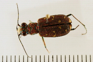 ( - 08BBCOL-0075)  @13 [ ] CreativeCommons - Attribution (2008) CBG Photography Group Centre for Biodiversity Genomics