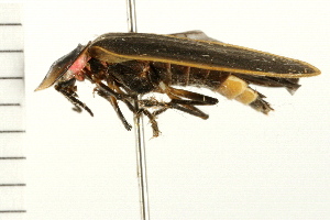  ( - 08BBCOL-0224)  @13 [ ] CreativeCommons - Attribution (2008) CBG Photography Group Centre for Biodiversity Genomics