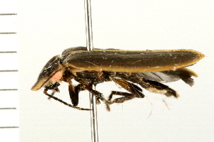  ( - 08BBCOL-0226)  @12 [ ] CreativeCommons - Attribution (2008) CBG Photography Group Centre for Biodiversity Genomics