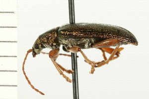  (Plateumaris flavipes - 08BBCOL-0286)  @14 [ ] CreativeCommons - Attribution (2008) CBG Photography Group Centre for Biodiversity Genomics