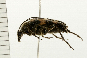  ( - 08BBCOL-0496)  @13 [ ] CreativeCommons - Attribution (2008) CBG Photography Group Centre for Biodiversity Genomics