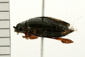  ( - 08BBCOL-0512)  @13 [ ] CreativeCommons - Attribution (2008) CBG Photography Group Centre for Biodiversity Genomics