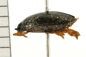  ( - 08BBCOL-0566)  @12 [ ] CreativeCommons - Attribution (2008) CBG Photography Group Centre for Biodiversity Genomics