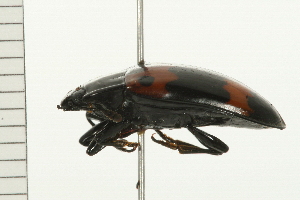  ( - 08MZPP-071)  @12 [ ] CreativeCommons - Attribution (2008) CBG Photography Group Centre for Biodiversity Genomics