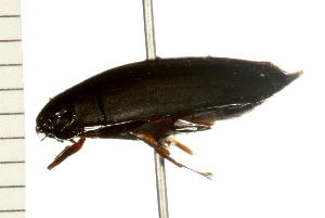  (Dineutus ciliatus - COLP 0203.02)  @11 [ ] CreativeCommons - Attribution (2009) CBG Photography Group Centre for Biodiversity Genomics