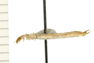  ( - HLC-17769)  @12 [ ] CreativeCommons - Attribution (2009) CBG Photography Group Centre for Biodiversity Genomics