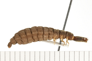  ( - HLC-17772)  @12 [ ] CreativeCommons - Attribution (2009) CBG Photography Group Centre for Biodiversity Genomics