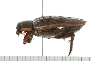  ( - HLC-25147)  @13 [ ] CreativeCommons - Attribution (2008) CBG Photography Group Centre for Biodiversity Genomics