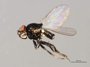  ( - 08BBDIP-0661)  @13 [ ] CreativeCommons - Attribution (2009) CBG Photography Group Centre for Biodiversity Genomics