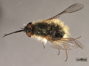  ( - 08BBDIP-0689)  @12 [ ] CreativeCommons - Attribution (2009) CBG Photography Group Centre for Biodiversity Genomics
