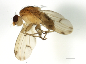  ( - 08BBDIP-1993)  @13 [ ] CreativeCommons - Attribution (2009) CBG Photography Group Centre for Biodiversity Genomics