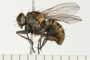  ( - 08FAYTT-0087)  @14 [ ] CreativeCommons - Attribution (2009) CBG Photography Group Centre for Biodiversity Genomics