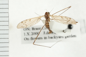  ( - HLC-17735)  @12 [ ] CreativeCommons - Attribution (2009) CBG Photography Group Centre for Biodiversity Genomics