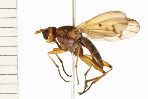  ( - 08BBDIP-0396)  @13 [ ] CreativeCommons - Attribution (2008) CBG Photography Group Centre for Biodiversity Genomics