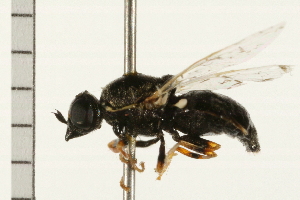  ( - 08BBDIP-0471)  @13 [ ] CreativeCommons - Attribution (2008) CBG Photography Group Centre for Biodiversity Genomics