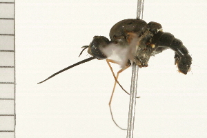  ( - 08BBDIP-0540)  @12 [ ] CreativeCommons - Attribution (2008) CBG Photography Group Centre for Biodiversity Genomics