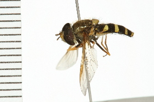  ( - 08BBDIP-1027)  @13 [ ] CreativeCommons - Attribution (2008) CBG Photography Group Centre for Biodiversity Genomics