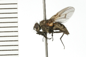  ( - 08BBDIP-1079)  @14 [ ] CreativeCommons - Attribution (2008) CBG Photography Group Centre for Biodiversity Genomics