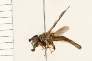  ( - 08BBDIP-1761)  @13 [ ] CreativeCommons - Attribution (2009) CBG Photography Group Centre for Biodiversity Genomics