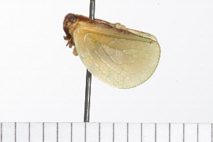  ( - HLC-24146)  @11 [ ] CreativeCommons - Attribution (2009) CBG Photography Group Centre for Biodiversity Genomics