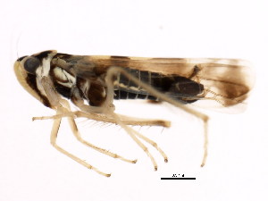  (Eupteryx atropunctata - BIOUG00806-H01)  @14 [ ] CreativeCommons - Attribution (2011) CBG Photography Group Centre for Biodiversity Genomics