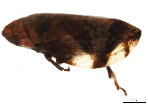  ( - BIOUG00856-F07)  @13 [ ] CreativeCommons - Attribution (2011) CBG Photography Group Centre for Biodiversity Genomics