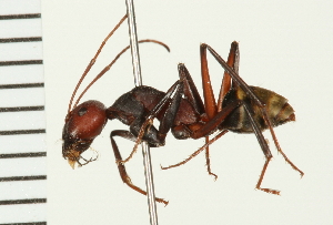 (Camponotus aurocinctus - LP00271)  @15 [ ] CreativeCommons - Attribution (2009) CBG Photography Group Centre for Biodiversity Genomics