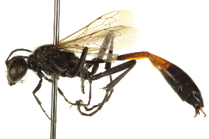  (Ammophila kennedyi - BIOUG07541-G07)  @14 [ ] CreativeCommons - Attribution (2013) CBG Photography Group Centre for Biodiversity Genomics