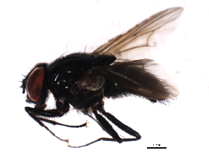  ( - 08TTML-0903)  @13 [ ] CreativeCommons - Attribution (2010) CBG Photography Group Centre for Biodiversity Genomics