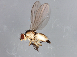  (Phytoliriomyza arctica - 08TTML-0783)  @13 [ ] CreativeCommons - Attribution (2010) CBG Photography Group Centre for Biodiversity Genomics