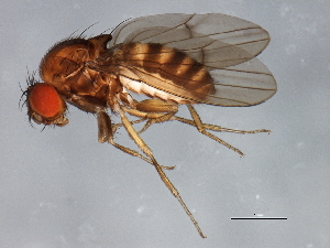  (Drosophila robusta - 08TTML-1054)  @14 [ ] CreativeCommons - Attribution (2010) CBG Photography Group Centre for Biodiversity Genomics
