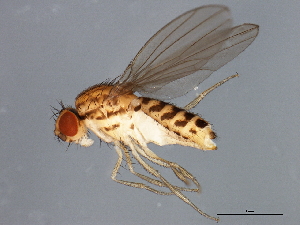  (Drosophila busckii - 08TTML-1073)  @15 [ ] CreativeCommons - Attribution (2010) CBG Photography Group Centre for Biodiversity Genomics