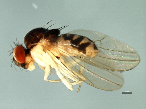  ( - 08TTML-1241)  @13 [ ] CreativeCommons - Attribution (2010) CBG Photography Group Centre for Biodiversity Genomics