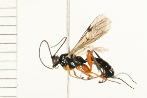  ( - 08TTML-0029)  @13 [ ] CreativeCommons - Attribution (2008) CBG Photography Group Centre for Biodiversity Genomics