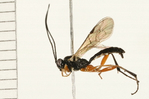  ( - 08TTML-0166)  @13 [ ] CreativeCommons - Attribution (2008) CBG Photography Group Centre for Biodiversity Genomics