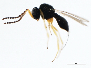  ( - BIOUG00836-C12)  @13 [ ] CreativeCommons - Attribution (2011) CBG Photography Group Centre for Biodiversity Genomics
